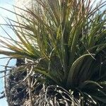 Tillandsia fasciculata Blad