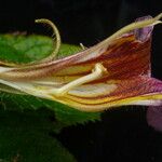 Henckelia urticifolia Blomma