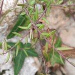 Polygala rupestrisYaprak