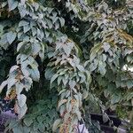 Acer davidii Plante entière