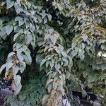 Acer davidii অভ্যাস