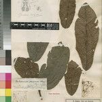 Beilschmiedia papyracea Other
