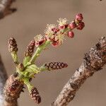 Sclerocarya birrea Цвят