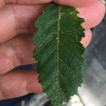 Nothofagus obliqua その他の提案