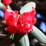 Rhododendron neriiflorum Flors
