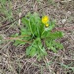 Taraxacum officinale Leaf