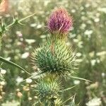 Cirsium vulgareBlüte