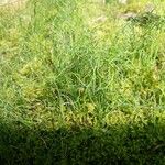 Equisetum scirpoides Blatt