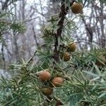 Juniperus macrocarpa Blad