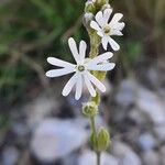 Silene nocturna Kvet