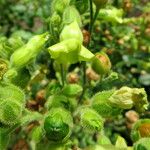 Nicotiana rustica Blüte