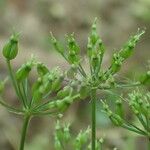 Conopodium majus Fruit