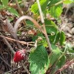 Fragaria vescaЛіст