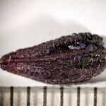 Psychotria elata Други