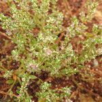 Polygonum plebeium Plante entière