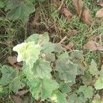 Solanum mammosum Blatt