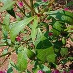 Celosia argentea Liść