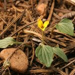 Viola purpurea Хабит