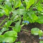 Commelina diffusa Hoja