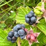 Rubus caesius Fruit