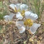 Calochortus gunnisoniiFlower