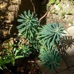 Euphorbia characias 整株植物