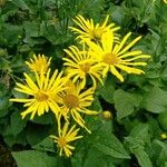 Doronicum austriacumFlor