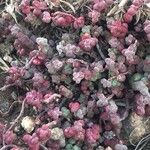 Sedum candolleanum Φύλλο