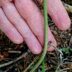 Polygonatum verticillatum Kora