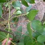 Manihot leptophylla