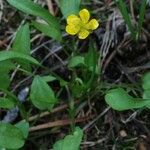 Ranunculus alismifolius Habit