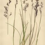 Festuca rivularis 形态