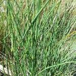 Equisetum giganteum Агульны выгляд