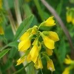 Trigonella esculenta Çiçek