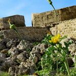 Crepis commutata Buveinė