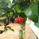 Eugenia uniflora Frukt