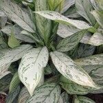 Aglaonema pictum Feuille