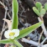 Commelina africana Leaf