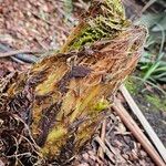 Gunnera tinctoria 整株植物