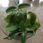 Kalanchoe daigremontiana Φύλλο