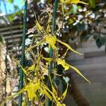 Brassia arachnoidea Virág