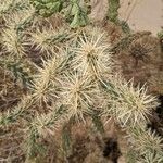 Cylindropuntia fulgida Folha