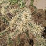 Cylindropuntia fulgida Blatt