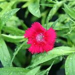 Dianthus spp. Квітка