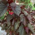 Begonia rex Leaf