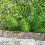 Equisetum fluviatile Φύλλο