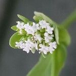 Valeriana woodsiana Květ