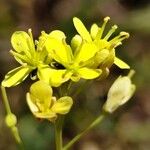 Biscutella laevigata Fiore