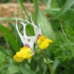 Linaria triphylla Flower