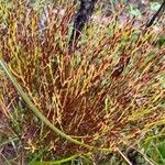 Hypericum gentianoides Leaf